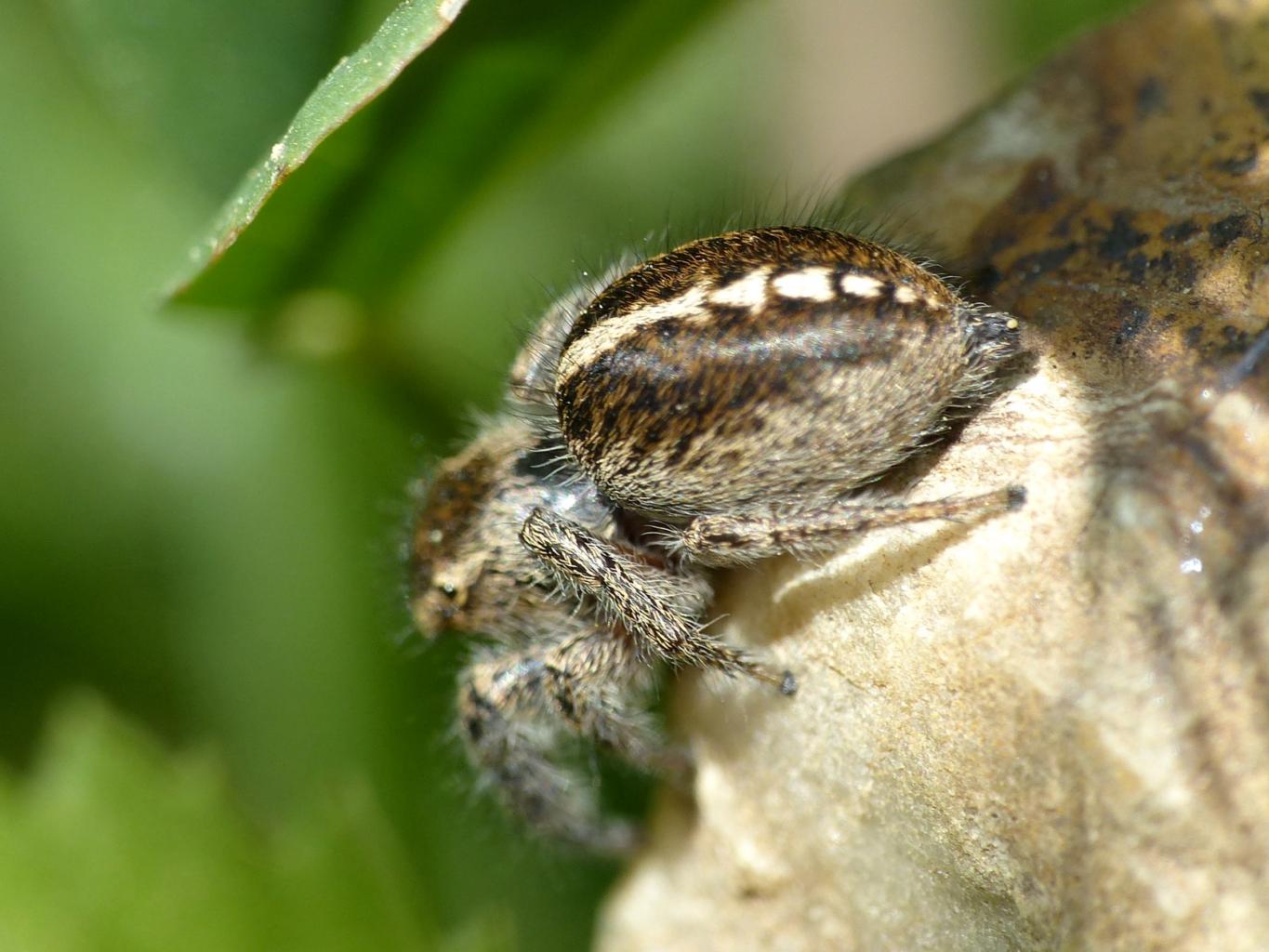 Pellenes cf. tripunctatus - Tolfa (RM)